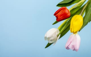 Картинка тюльпан, цветок, цветы, растение, растения, цветочный