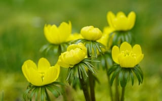 Картинка цветок, цветы, растение, растения, цветочный, желтый