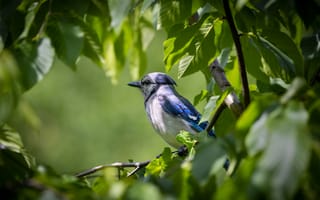 Картинка сойка, голубая сойка, птицы, птица, животное, животные, ветка, дерево, лист, растение