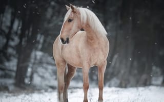 Картинка лошадь, конь, лошади, животные, снег, зима