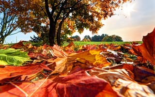 Картинка осень, осенние, время года, сезоны, сезонные, лист, растение, листья, листва, клен, дерево