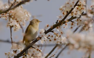 Картинка птицы, птица, животное, животные, вишня, цветущий, сакура, цветок, цветение, весна