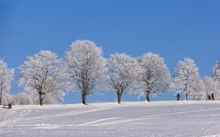 Картинка зима, зимние, время года, сезоны, сезонные, снег, иней, изморозь, белый, дерево