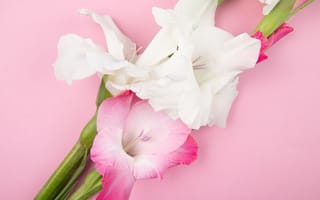 Картинка гладиолус, цветок, цветы, растение, растения, цветочный