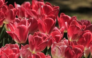 Картинка тюльпан, цветок, цветы, растение, растения, цветочный, розовый