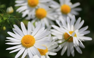Картинка ромашка, цветок, цветы, растение, растения, цветочный, маргаритка