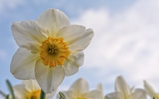 Картинка нарцисс, цветок, цветы, растение, растения, цветочный