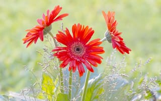 Картинка гербера, цветок, цветы, растение, растения, цветочный, красный