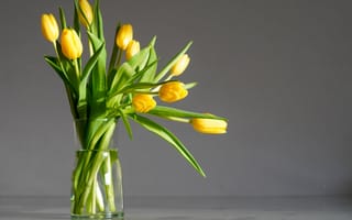 Картинка тюльпан, цветок, цветы, растение, растения, цветочный, букет, ваза, желтый