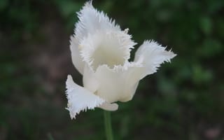 Картинка тюльпан, цветок, цветы, растение, растения, цветочный, белый