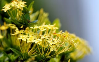 Картинка иксор, цветок, цветы, растение, растения, цветочный