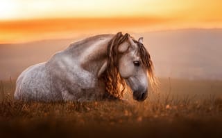 Картинка лошадь, конь, лошади, животные, животное, белый, луг, вечер, закат, заход