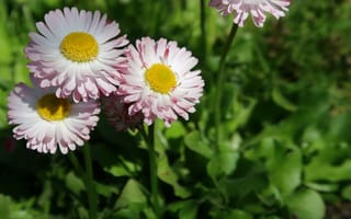 Картинка маргаритка, цветок, цветы, растение, растения, цветочный, клумба