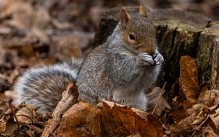 Картинка белка, грызун, животные, животное, природа, осень, лист, сухой, листва