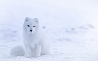 Картинка песец, полярная лиса, животное, животные, природа, белый, снег, зима