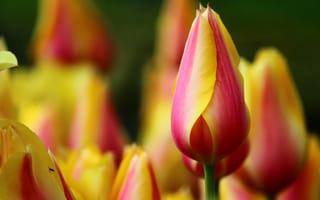 Картинка тюльпан, цветок, цветы, растение, растения, цветочный, оранжевый, желтый, клумба