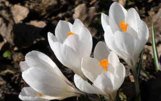 Картинка крокус, цветок, цветущий, весна, цветы, растение, растения, цветочный, белый