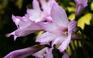 Картинка цветок, цветы, растение, растения, цветочный, лилия, розовый, капли, капли воды, капли дождя, дождь, роса, влажный