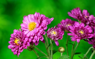 Картинка хризантема, цветок, цветы, растение, растения, цветочный, розовый