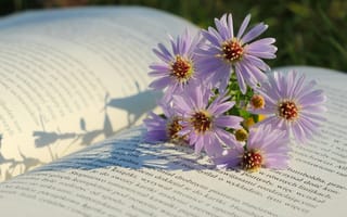 Картинка цветок, цветы, растение, растения, цветочный, астра, книга
