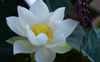 Картинка лотос, цветок, цветы, растение, растения, цветочный, белый