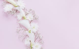 Картинка хризантема, цветок, цветы, растение, растения, цветочный, белый