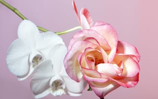 Картинка роза, цветок, орхидея, цветы, растение, растения, цветочный, девчачий, для девочек