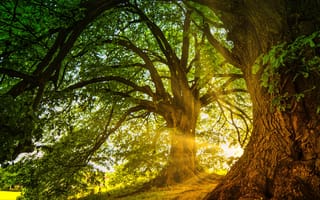 Картинка природа, лес, деревья, дерево