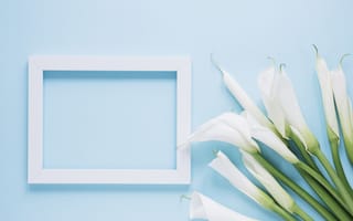 Картинка калла, цветок, цветы, растение, растения, цветочный, рамка