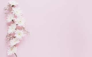 Картинка хризантема, цветок, цветы, растение, растения, цветочный, белый, девчачий, для девочек