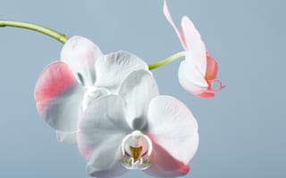 Картинка орхидея, цветок, цветы, растение, растения, цветочный, белый