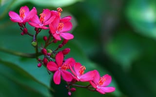 Картинка ятрофа, цветок, цветы, растение, растения, цветочный, розовый