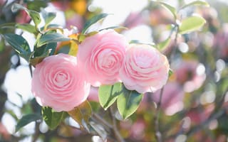 Картинка роза, цветок, цветы, растение, растения, цветочный, розовый, девчачий, для девочек