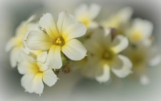 Картинка цветок, цветы, растение, растения, цветочный, белый