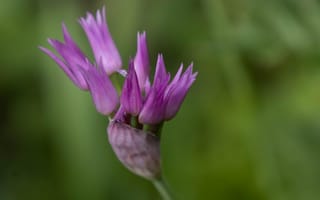 Картинка цветок, цветы, растение, растения, цветочный, фиолетовый