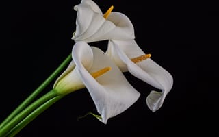 Картинка калла, цветок, цветы, растение, растения, цветочный, белый