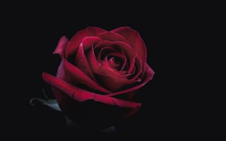 Картинка роза, цветок, цветы, растение, растения, цветочный, amoled, амолед, черный