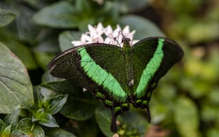 Картинка бабочка, насекомое, насекомые, природа, цветок, цветущий