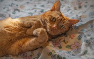 Картинка рыжий, кот, кошки, кошка, кошачьи, домашние, животные