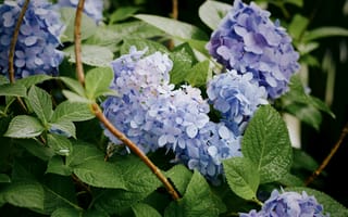 Картинка гортензия, цветок, цветы, растение, растения, цветочный