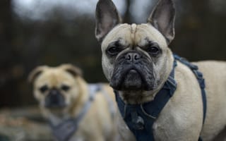 Картинка бульдог, собака, порода, породистый, собаки, пес, животное, животные, питомец