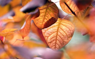 Картинка лист, растение, осень, осенние, время года, сезоны, сезонные, листья, листва, оранжевый