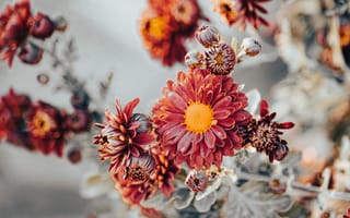 Картинка хризантема, цветок, цветы, растение, растения, цветочный