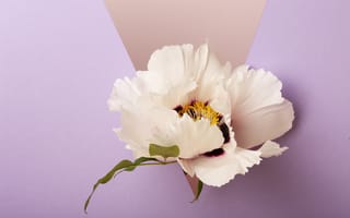 Картинка пион, цветок, цветущий, цветы, растение, растения, цветочный, белый