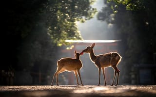 Картинка олень, животные, животное, природа, утро, утренний, рассвет, восход