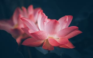 Картинка лотос, цветок, цветы, растение, растения, цветочный, розовый