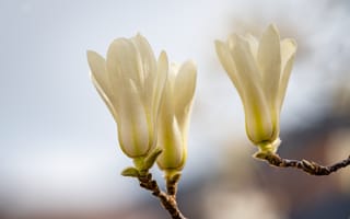 Картинка магнолия, цветок, цветущий, весна, весенние, время года, сезоны, сезонные, природа, белый