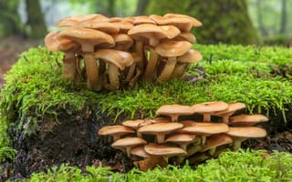Картинка природа, лес, деревья, дерево, гриб, мох