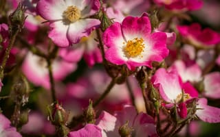 Картинка шиповник, цветок, цветы, растение, растения, цветочный, розовый