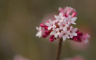 Картинка цветок, цветы, растение, растения, цветочный, розовый
